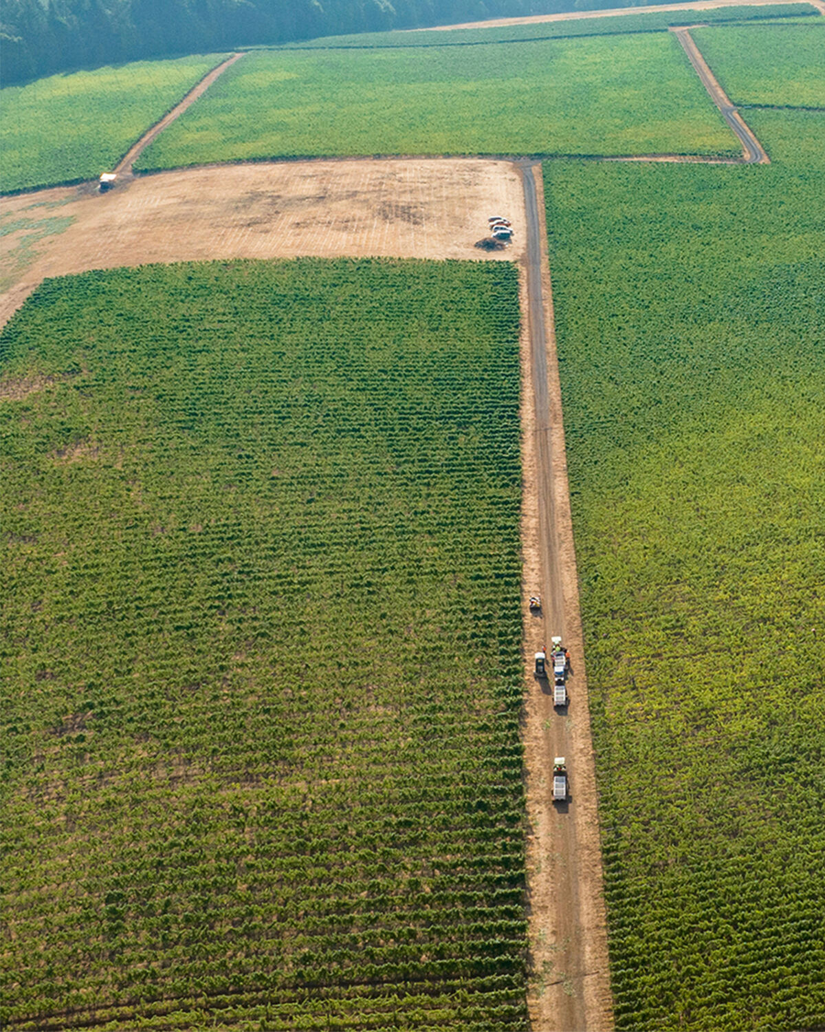 Knudsen Vineyard